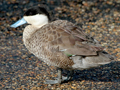 Puna Teal